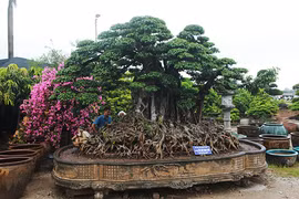 Đại gia Việt muốn ghi danh cây sanh triệu đô bảo vật thế giới