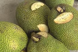 Bị kiện vì giao hàng không đúng chủng loại