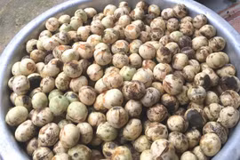 Giá 120.000đ/kg, quả rừng lạ từ Điện Biên về Hà Thành vẫn cháy hàng