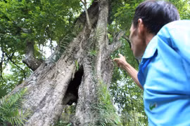 Lạ kỳ cây thị "ăn thề" 700 trăm năm rỗng gốc ở Hà Tĩnh