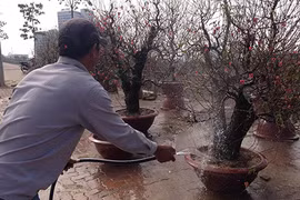 Dân buôn đào Tết hét giá cao ngất