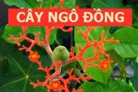 Video: 8 loại cây độc như lá ngón, không được trồng trong nhà