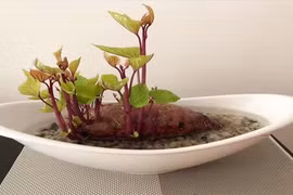 Loạt cây trồng trong nhà độc đáo, dễ chăm sóc