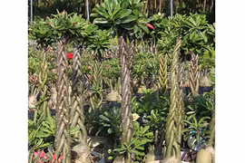 Hàng loạt cây hoa sứ hình bím tóc, bán đắt hàng