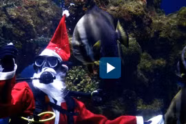 Video : Ông già Noel lặn xuống bể cho cá ăn