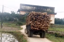 Video: Công nông chở gỗ "cõng" cả cổng làng…đi chơi