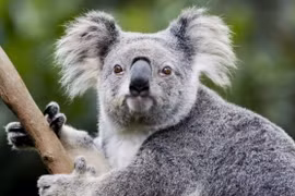 Video: Cuộc sống hạnh phúc của những con koala dễ thương mất nhà