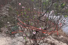 COVID-19 : Làng đào Hải Dương kêu cứu