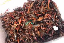 Gallery - Tôm hùm đất - Crawfish - image 1