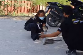 Video: Người dân được hướng dẫn bắt rắn hổ mang chúa