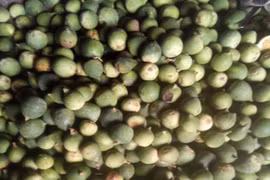  Xưa mọc dại không ai hái, nay dân hái bán 400.000/kg thành đặc sản nổi tiếng