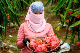 Gallery - Giải cứu nông sản - image 13
