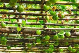 Thứ từng làm hàng rào ở Việt Nam, nước ngoài xem là “dược vương“