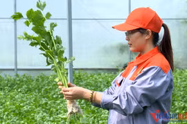 9X khởi nghiệp trồng rau, ngày chỉ ăn 1 ổ bánh mì nay thu 18 tỷ/năm