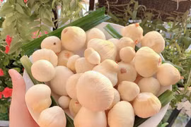  Món quê thành đặc sản được săn lùng, 300.000 đồng/kg cũng khó mua