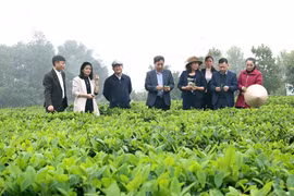 Hà Nội phát triển nông nghiệp đô thị, hướng tới kinh tế xanh
