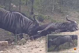 Video: Ra tay cứu nạn, linh dương đầu bò húc bay cả đồng đội