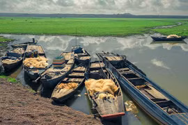 Trảng cỏ non đẹp như tranh ở hồ Trị An 