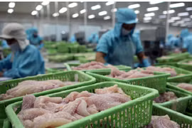 Thị trường lớn hồi phục, cá tra Việt Nam chuẩn bị đón "mùa vàng"