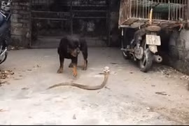 Video: Đột nhập vào nhà dân, rắn hổ mang bị chó dữ tấn công 