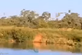 Video: Linh dương đầu bò phi thân ngoạn mục thoát bầy sư tử