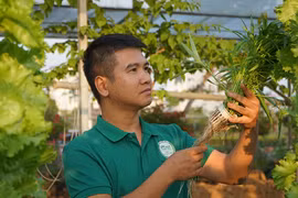 Chàng trai trẻ trồng rau theo cách độc lạ ai nhìn cũng mê