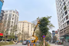 Hà Nội: Kiểm tra, cắt tỉa, chăm sóc cây xanh đô thị