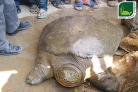 Cá thể rùa Hoàn Kiếm nặng 93kg ở hồ Đồng Mô qua đời