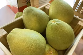 Gallery - An Toàn Thực Phẩm  - image 16