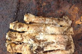 Người tuyết Yeti thực tế là con gấu lớn?