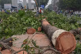 Hà Nội di chuyển 123 cây xanh trên con đường “đẹp nhất Việt Nam“