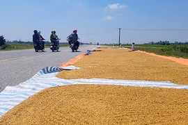 Đường phố, vỉa hè thành sân phơi lúa tại Vinh 