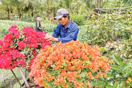 Nhiều mô hình hoa kiểng đạt doanh thu 800 triệu -2,5 tỉ đồng/ha