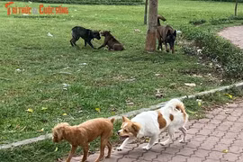 Cấm mang vật nuôi dạo biển: Ngán cảnh thả chó khắp nơi