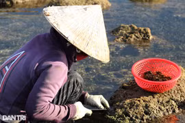 Quảng Nam: Còng lưng, khom gối “cạo tiền” trên ghềnh đá