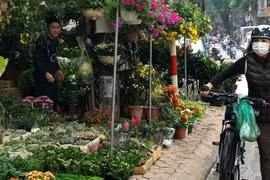 Lạc bước trên phố cây cảnh Hoàng Hoa Thám dịp cận Tết