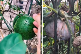 Cây ăn quả mọc ngang ngược, gia chủ đau đầu nghĩ cách giải cứu