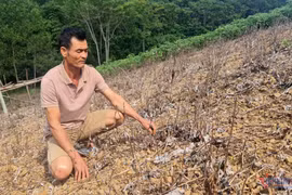 Phá bỏ 'cây làm giàu': Giải quyết việc thiếu tiền, mở rộng lại vùng trồng