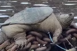 Phát hiện rùa ngoạm khổng lồ 'Chonkosaurus'