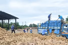 Trung Quốc mua trên 1 triệu tấn sắn của Việt Nam