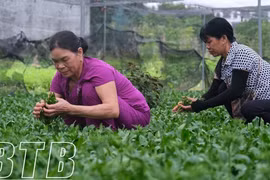 Trồng rau gia vị cứ 1 sào nông dân Thái Bình lãi 30-40 triệu/năm