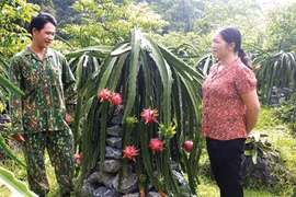 Trồng thanh long trên trụ đá, nông dân Cao Bằng nhanh khấm khá