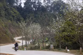 Chiêm ngưỡng con đường hoa lê dài nhất Việt Nam