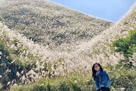 Về Bình Liêu mùa cỏ lau