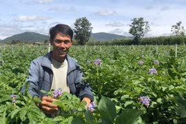 Trồng khoai tây củ sai, nông dân thu nhập gần nửa tỷ đồng/ha