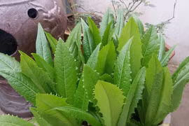 6 lợi ích không ngờ của rau diếp thơm