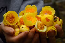 Trồng trà hoa vàng quý hiếm, lão nông thu hàng trăm triệu mỗi năm