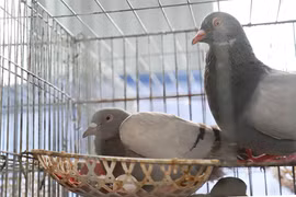 Nông dân Hải Phòng làm giàu từ nuôi chim bồ câu Pháp