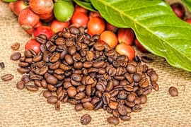 Trồng cà phê hữu cơ, nông dân Lâm Đồng bán hơn 100.000 đồng/kg?