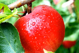 Ngừa ung thư hiệu quả bằng trái táo trong vườn